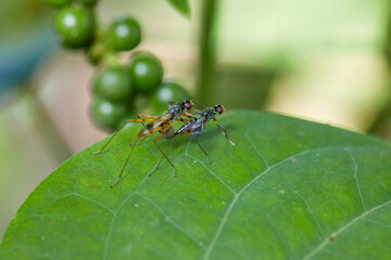 Close-up of fly matting on leaf