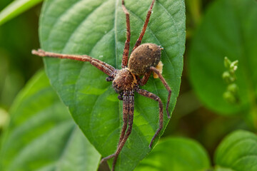 Close-up view of spider on leaf