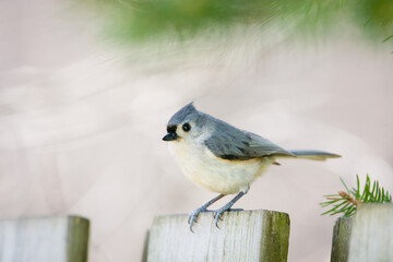 Tufted timouse songbird perched on a fence surrounded by fir needles © Cavan
