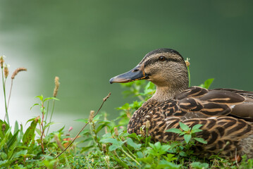 Portrait of a female mallard duck lying in grass with green background