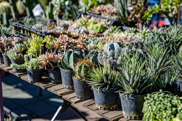 Fototapeta premium plants at the flower market