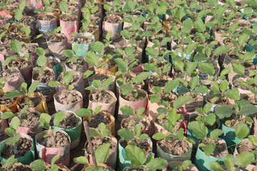 Brinjal seedling on bag in farm for harvest