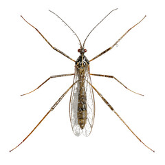 Macro photography of a gnat-like insect with long bristly legs and delicate transparent wings