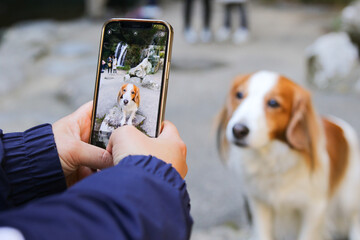 愛犬を可愛く撮ろう！河津七滝（かわづななだる）でスマホ縦撮影するコーイケルホンディエ｜観光地での記念写真と撮影テクニック