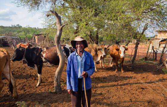 African old man in the village inside a kraal pen with his cattle, farm in rural Botswana,