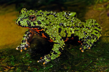 Chinesische Rotbauchunke // Oriental fire-bellied toad (Bombina orientalis)