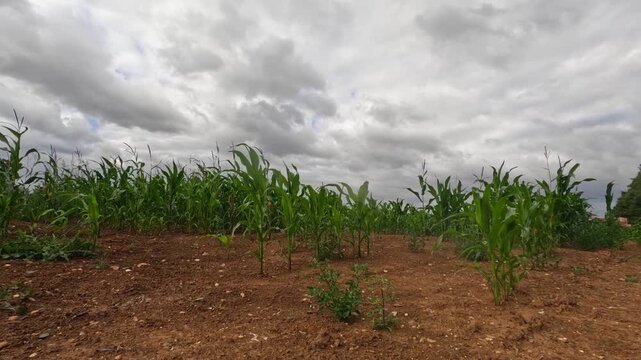 Degraded Corn Field Time Lapse, UK