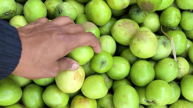 hand selecting fresh green Indian Jujube fruits from pile at local fruit market close up