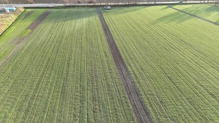 Drone reveals winter cereal crop field at dormancy stage showing organized row patterns of winter wheat or barley with characteristic pale green color during vernalization period Emilia Romagna, Italy