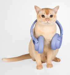 A ginger cat with wireless headphones
