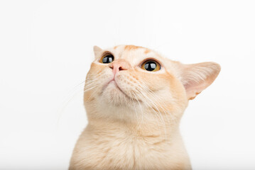 A cat with big eyes looks up.