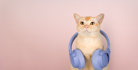 A ginger cat with wireless headphones