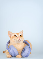 A ginger cat with wireless headphones