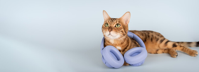 Cat in headphones