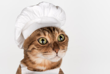 Bengal cat wearing a chefs hat on a white background