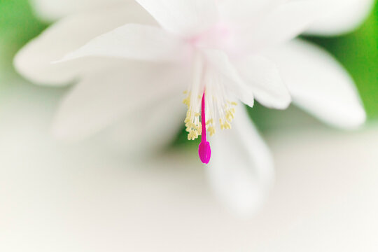 Extreme close-up of pink and yellow pistils inside white flower
