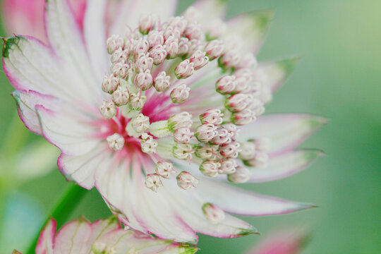 Pal epink astrantia flower close up