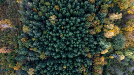 autumn forest in Germany