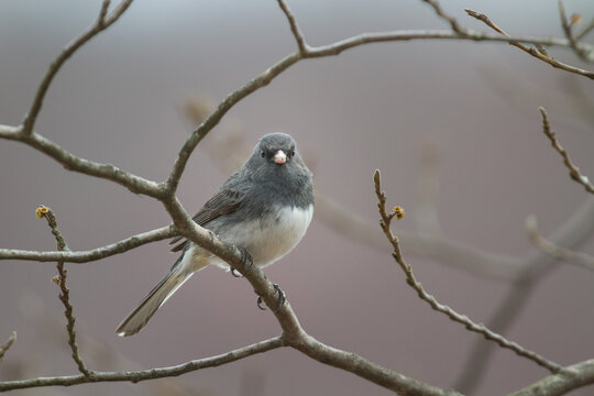Dark-eyed junco bird perched on branches with spring buds
