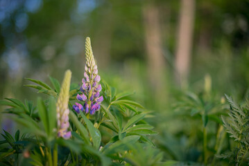 Close-up of purple lupine flowers with green leaves in a natural setting. Soft focus background with trees and foliage.