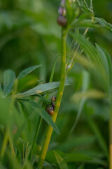 Close-up of green plants with slender stems and small brown snails. The scene captures the beauty of nature and biodiversity in a lush environment.