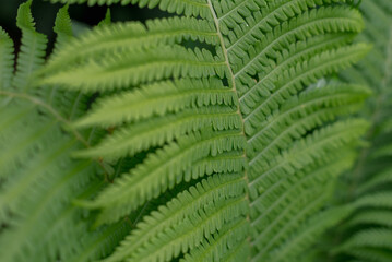 Close-up of vibrant green fern leaves with intricate patterns. The leaves display a rich texture and natural beauty, ideal for nature-themed projects.