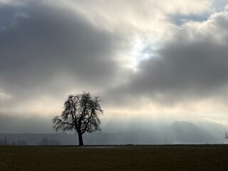 Baum im Nebel - Idyllische Landschaft im Nebel