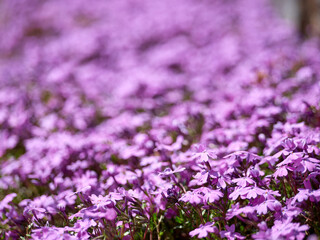 Moss phlox in full bloom in the garden