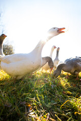 Happy Geese on a Sunny Farm Day in Peaceful Rural Countryside