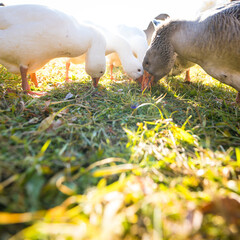 Happy Geese on a Sunny Farm Day in Peaceful Rural Countryside