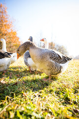 Happy Geese on a Sunny Farm Day in Peaceful Rural Countryside