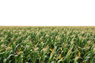 Harvesting corn expansive field views in rural landscapes isolated on transparent background