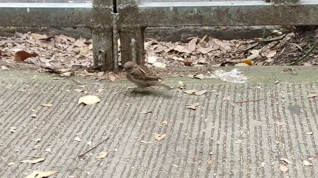 "Small and beautiful Mexican sparrows roaming the city streets.""Peque&ntilde;os y hermosos gorriones mexicanos recorriendo las calles de la ciudad."(37)
