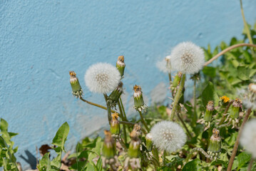 Dandelion flowers with fluffy white seed heads grow against a blue wall. Green leaves and stems are visible, creating a natural contrast.