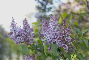 Lilac flowers in bloom with clusters of purple petals and green leaves. The scene captures the beauty of springtime flora.