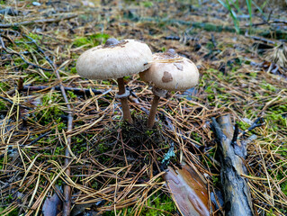 The Death angel an deadly poisonous Mushroom, Scientific name Amanita pantherina. The mushroom grows Carpathian Mountains in the forest.