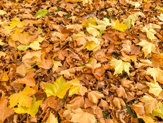Bright and colorful background made of fallen autumn leaves. Autumn leaves background. Fall. Yellow red orange brown mocca colors of parts light texture.