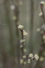 Close-up of budding branches with small yellow-green flowers. The background is blurred, showcasing a natural setting in early spring.