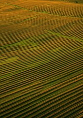 Fototapeta premium A striking aerial view captures a vibrant patchwork of agricultural fields displaying neat rows, creating natural striped patterns ,vibrant ,crop ,geometric