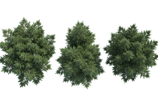 photorealistic top-down view of three dense evergreen trees (pine, fir, spruce) isolated against a transparent background for technical visualization, concept for graphic design assets