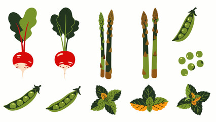Fresh Garden Vegetables and Herbs Collection: Radishes, Asparagus, Peas, and Mint Leaves. Healthy Eating Ingredients Vector Illustration Set. © DA Studiworkjs