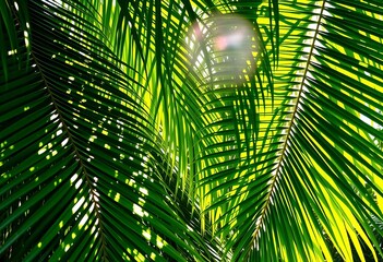 Intense green palm fronds, sunlight dappled, vibrant tropical foliage,   image,  botany