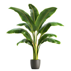 Banana Plant in Pot Isolated on Transparent Background