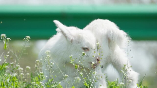 White Goat Grazing in Rural Pasture - Free-Range Livestock Feeding