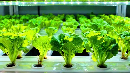 Hydroponic lettuce cultivation system with rows of green plants under LED grow lights in a controlled agricultural environment for sustainable farming practices and optimized crop growth.