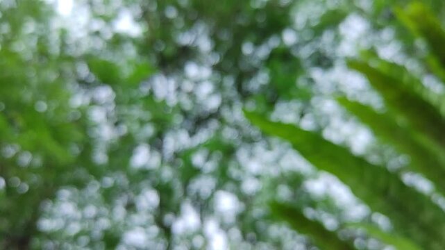 Video of a blurry background of nature with green leaves moving in the wind