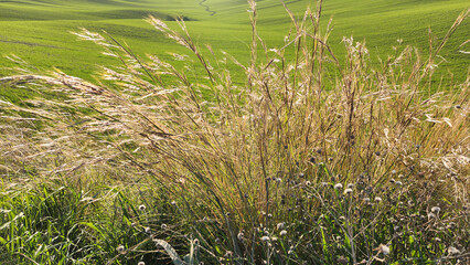 Dry bulbous bluegrass poa bulbosa stalks on a field margin in Adana winter landscape
