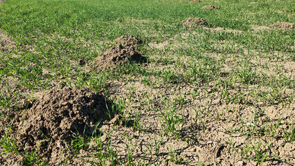 Fresh molehills on the soil of a sprouting winter wheat field in Mediterranean region