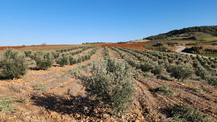 An olive orchard in Mediterranean region during winter pruning