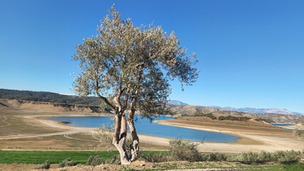 A single olive tree by the side of a lake in Mediterranean region in winter as a concept for lonely but bountiful beauty